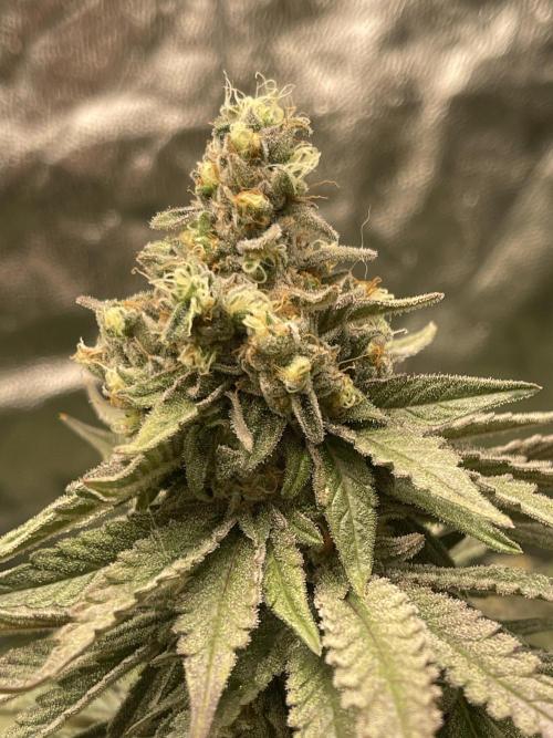 🍬 Runtzez 🍬. Week 13