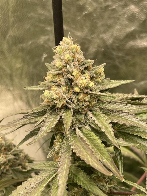 🍬 Runtzez 🍬. Week 13