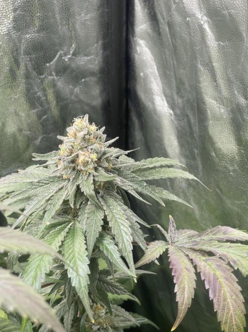 🍬 Runtzez 🍬. Week 13