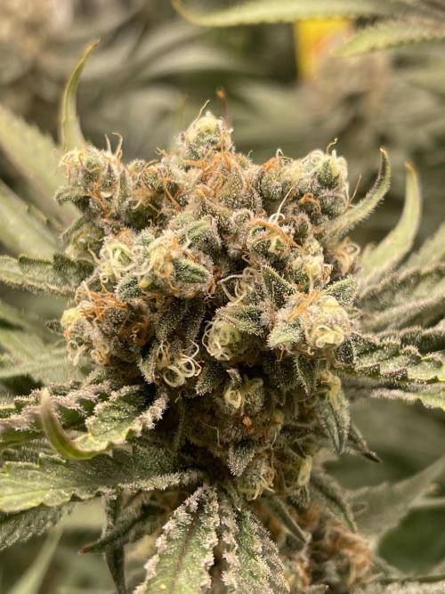 👀 Zoomiez 🔍. Week 13