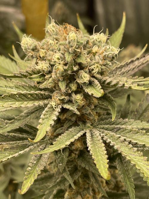 👀 Zoomiez 🔍. Week 13