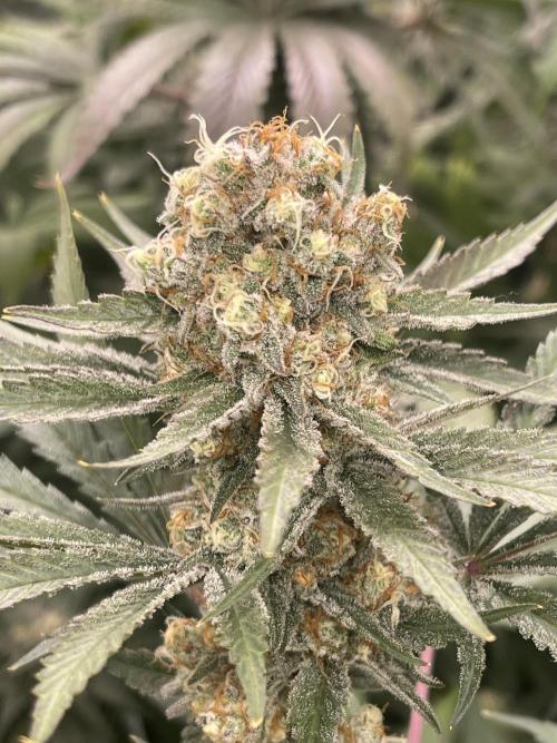 👀 Zoomiez 🔍. Week 13