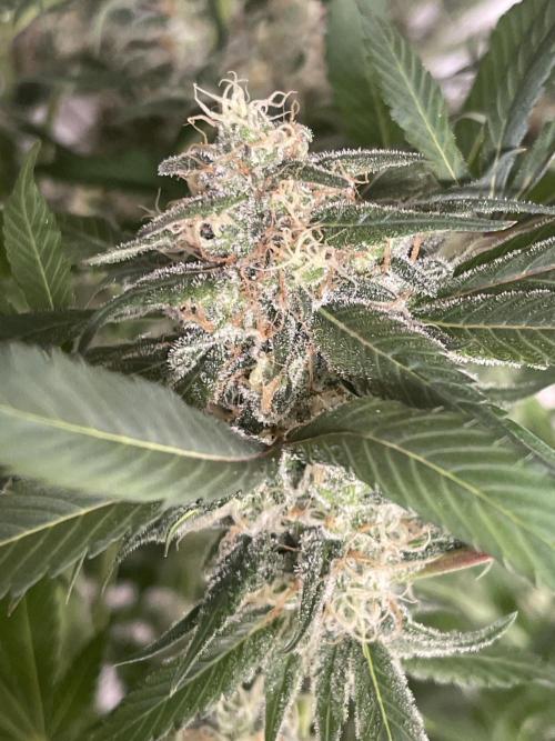 💧 Elementz 🔥. Week 13