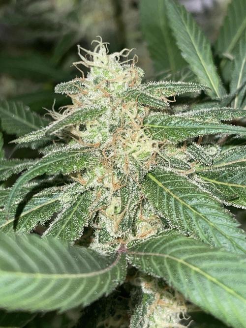 💧 Elementz 🔥. Week 13