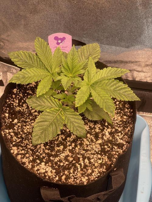 ⛽️ Diesel Latte 🥛. Week 2