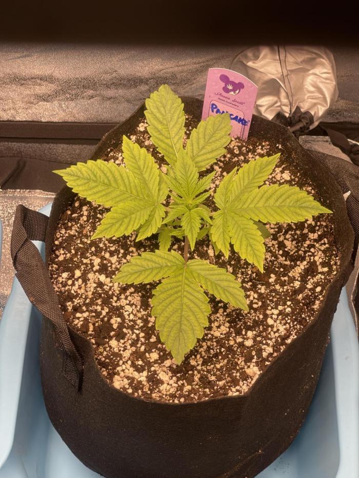 Blueberry Pancakes. Week 2