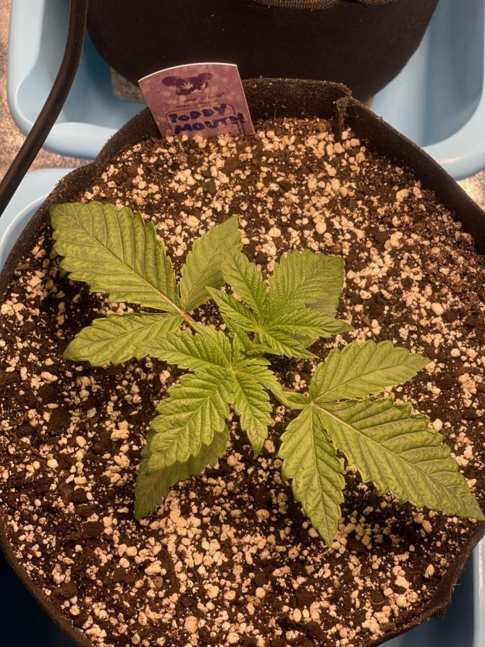 🚽 Poddy Mouth 👄. Week 2