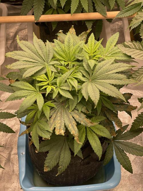 👵 Granny Candy 🍬. Week 7