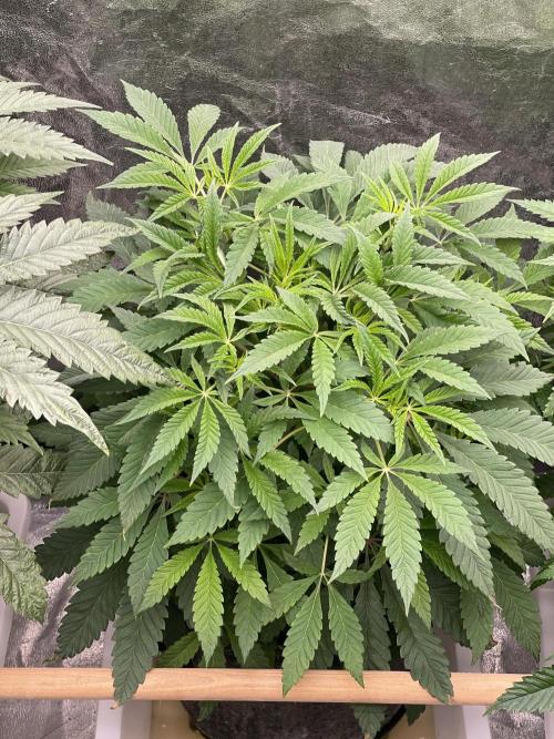 👵 Granny Candy 🍬. Week 7