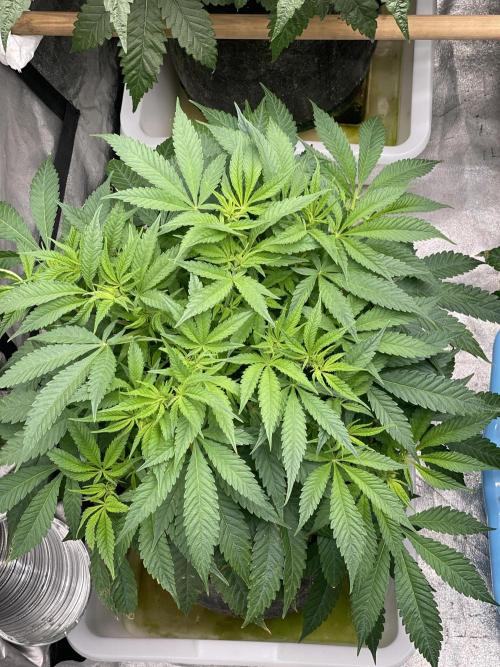 Blueberry Muffin. Week 7