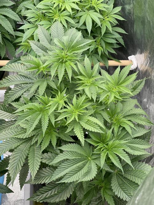 🍗 Chicken n’ Wafflez . Week 7