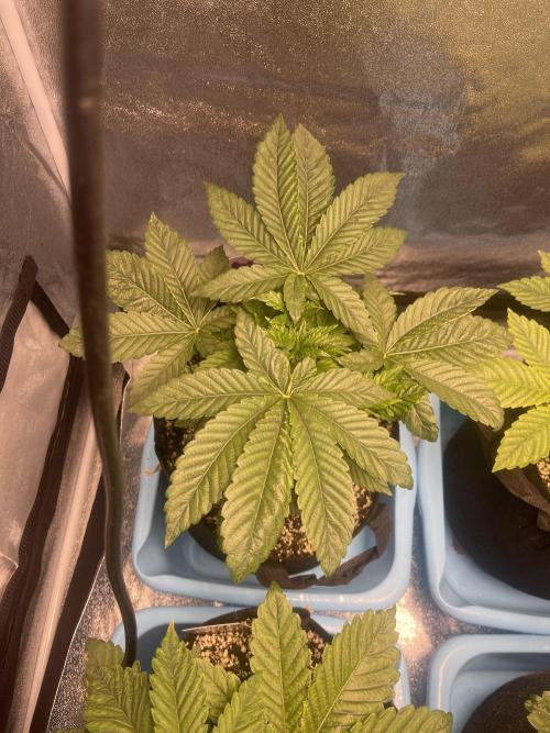 ⛽️ Diesel Latte 🥛. Week 3