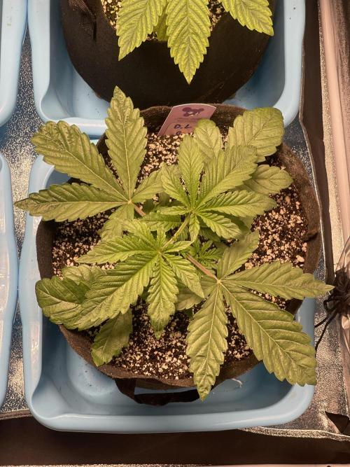 ⛽️ Diesel Latte 🥛. Week 3