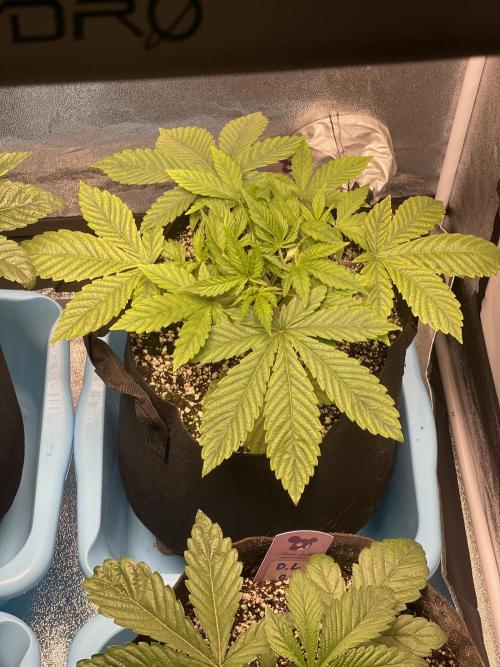 Blueberry Pancakes. Week 3