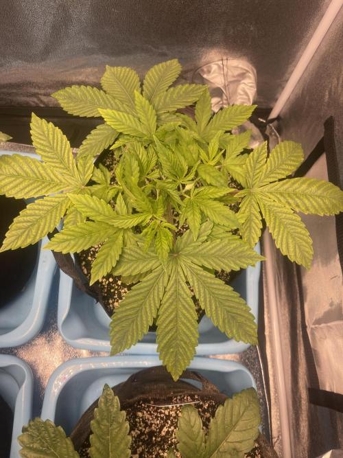 Blueberry Pancakes. Week 3