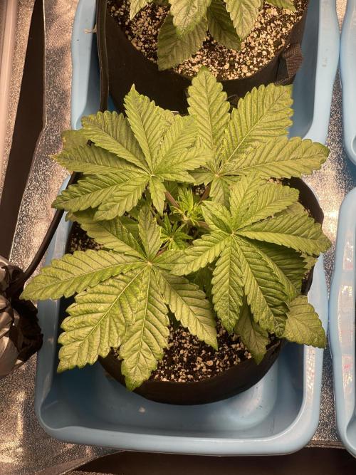 🚽 Poddy Mouth 👄. Week 3