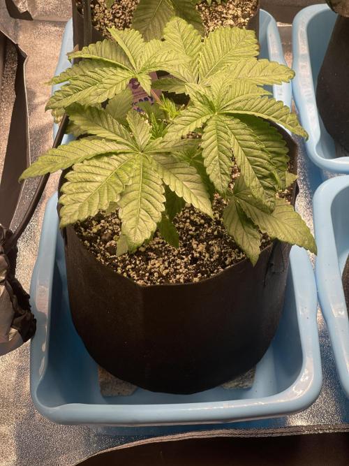 🚽 Poddy Mouth 👄. Week 3