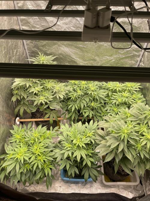 Blueberry Muffin. Week 8