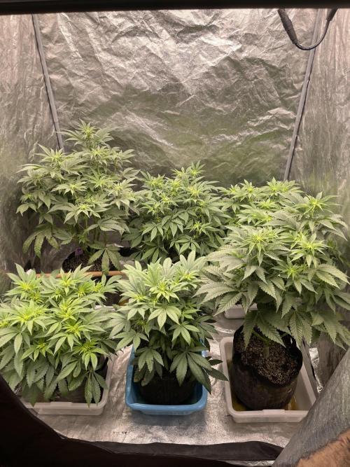 👵 Granny Candy 🍬. Week 8