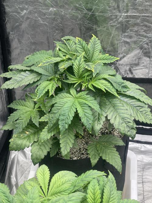 🚽 Poddy Mouth 👄. Week 4