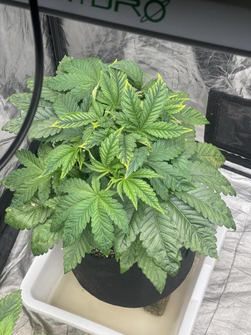 🚽 Poddy Mouth 👄. Week 4