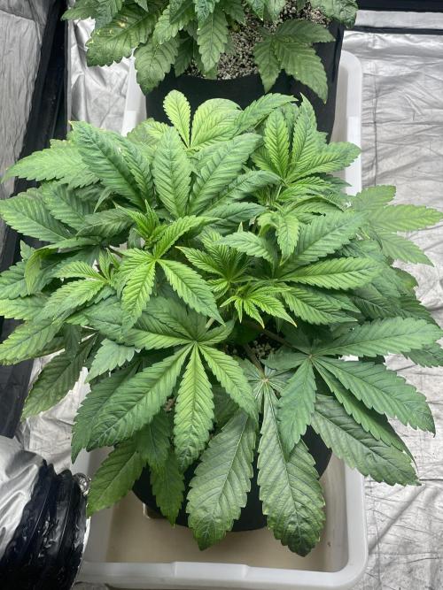 Blueberry Pancakes. Week 4