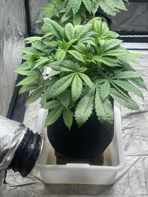 Blueberry Pancakes. Week 4