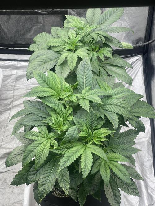 ⛽️ Diesel Latte 🥛. Week 4