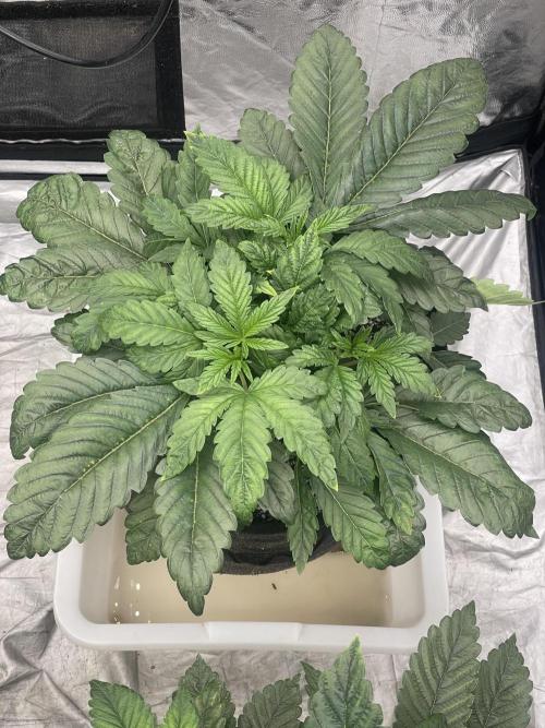 ⛽️ Diesel Latte 🥛. Week 4