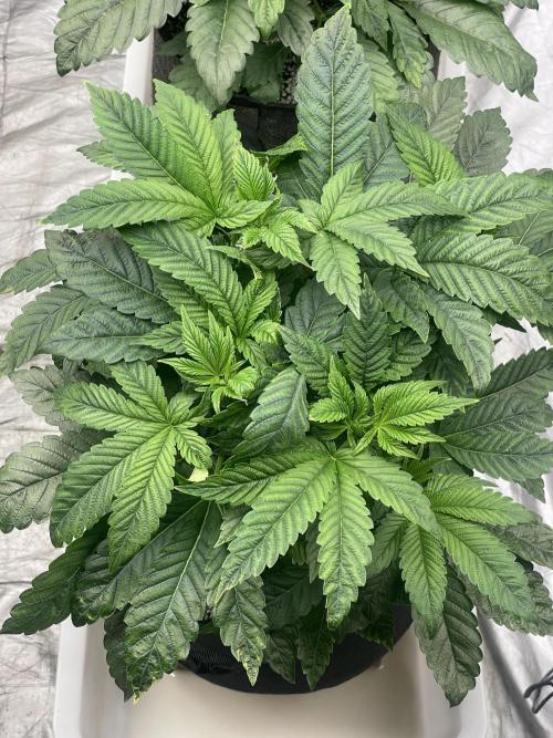 ⛽️ Diesel Latte 🥛. Week 4