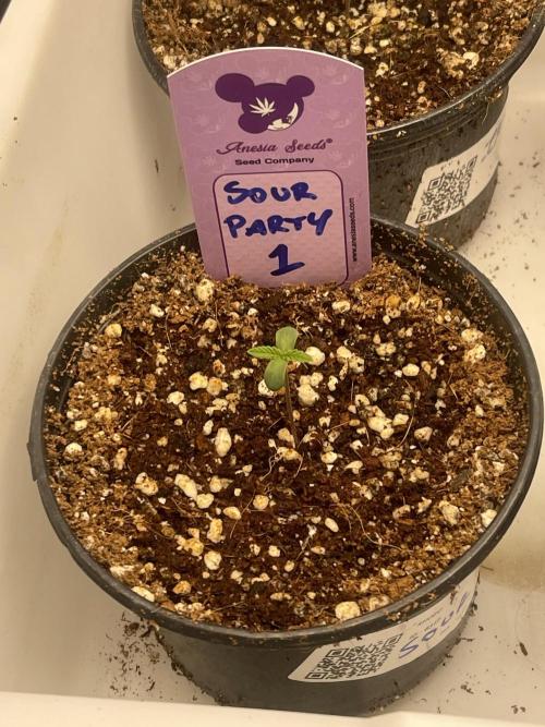 Sour Diesel x Lemon Party. Week 0