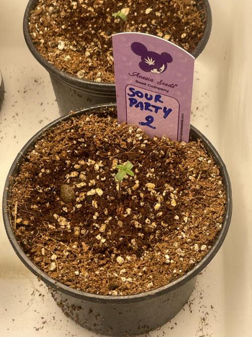 Sour Diesel x Lemon Party. Week 0