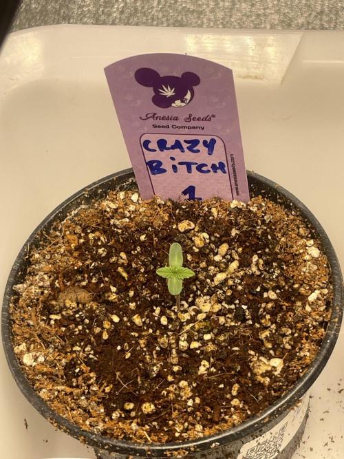 5150 Triangle Kush x Irene (Crazy Bitch). Week 0