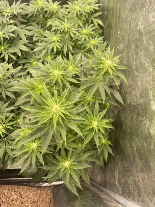 🍗 Chicken n’ Wafflez . Week 9