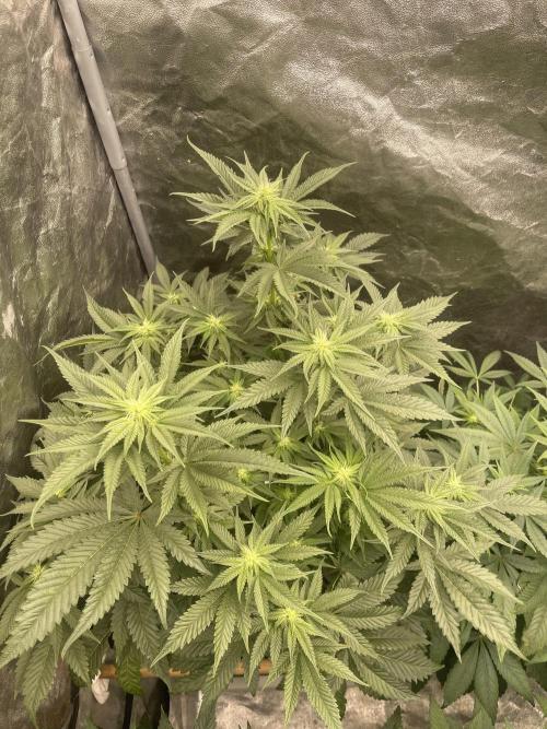 🍗 Chicken n’ Wafflez . Week 9