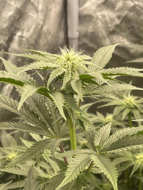 🍗 Chicken n’ Wafflez . Week 9