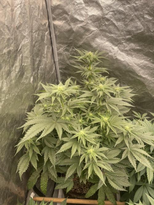 🍗 Chicken n’ Wafflez . Week 9