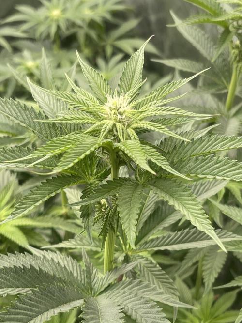 🍗 Chicken n’ Wafflez . Week 9