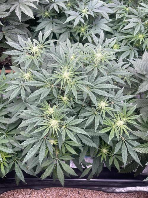 👵 Granny Candy 🍬. Week 9