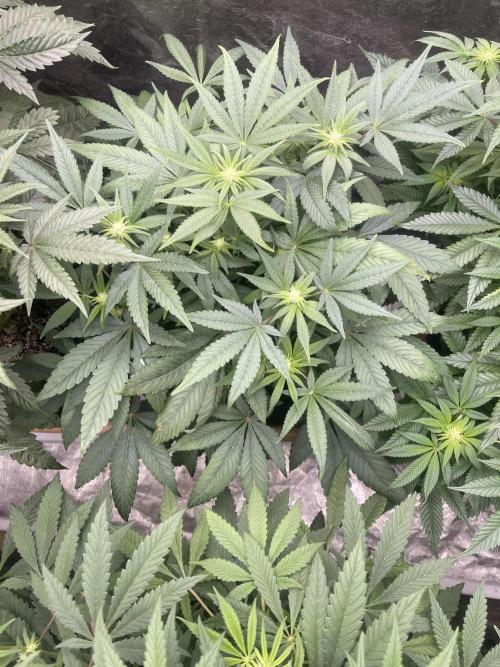 👵 Granny Candy 🍬. Week 9