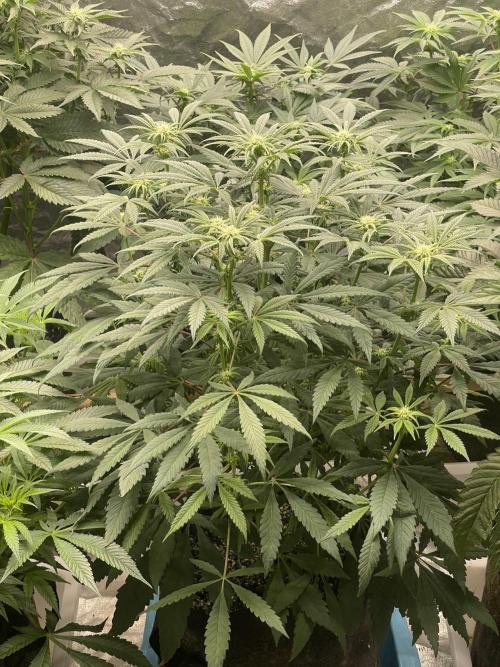 👵 Granny Candy 🍬. Week 9