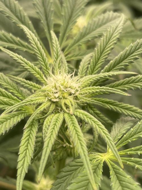 👵 Granny Candy 🍬. Week 9