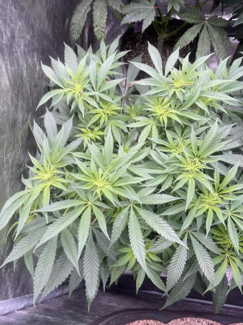 Blueberry Muffin. Week 9