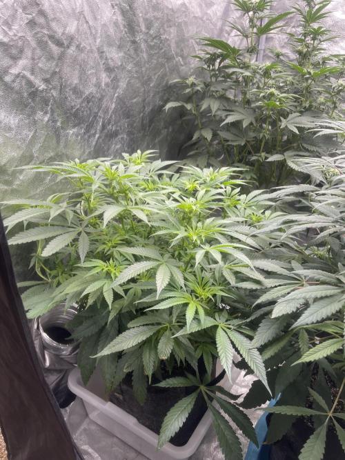 Blueberry Muffin. Week 9