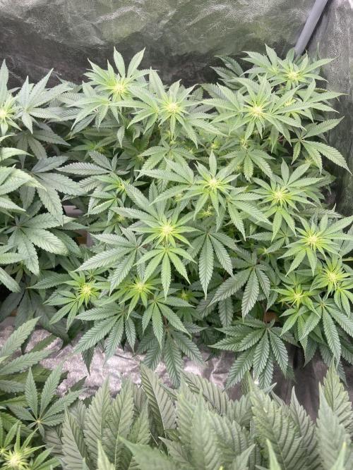 Blueberry Muffin. Week 9