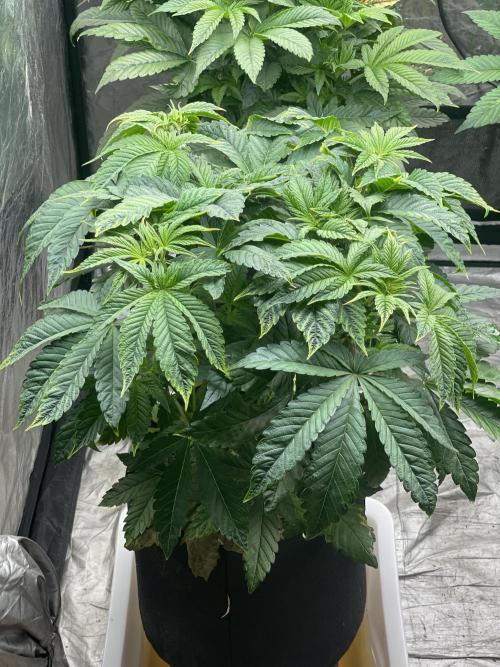 🚽 Poddy Mouth 👄. Week 5