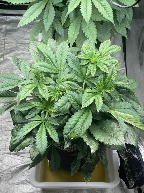 ⛽️ Diesel Latte 🥛. Week 5