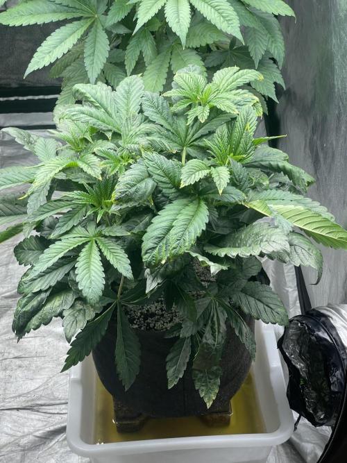 ⛽️ Diesel Latte 🥛. Week 5