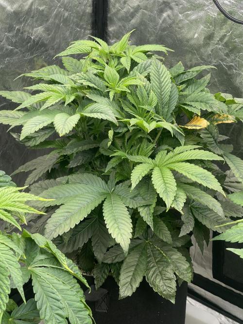 ⛽️ Diesel Latte 🥛. Week 5