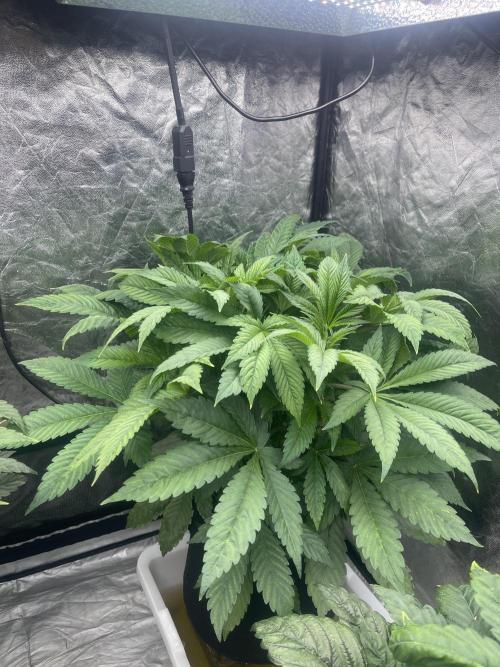 Blueberry Pancakes. Week 5